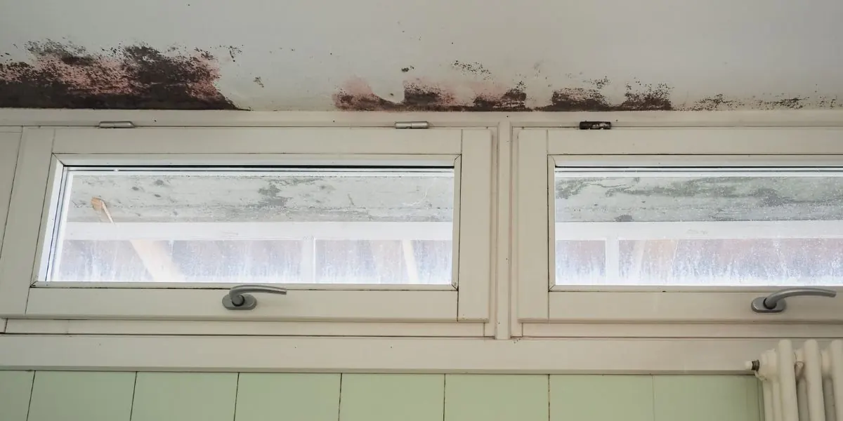 Manchas oscuras de humedad y moho en el techo, sobre dos ventanas abatibles de marco blanco